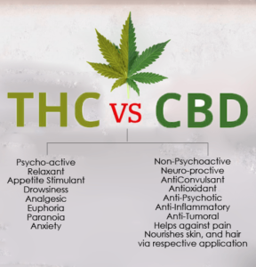 THC vs CBD