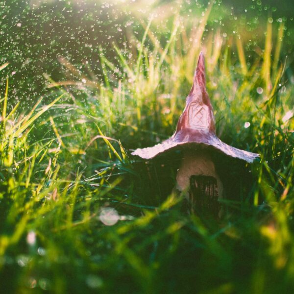 A mystical mushroom amidst lush grass with sunlight and sparkling water droplets.