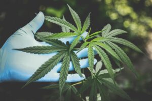 cannabis leaves weed THC CBD