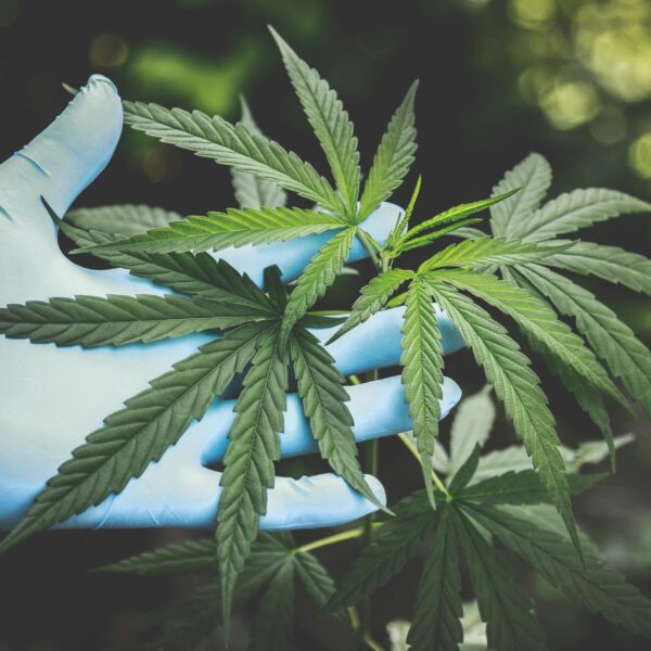 A hand in gloves holds fresh cannabis leaves outdoors, highlighting natural growth.